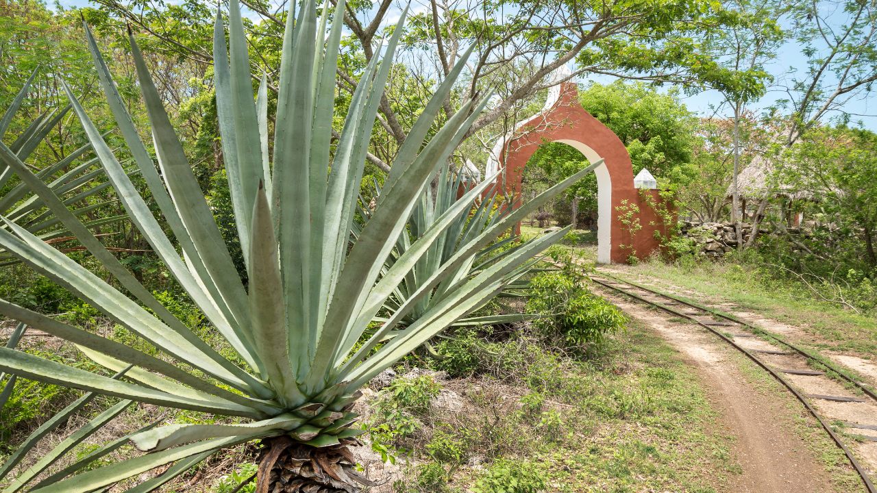 Latitudes-KM30- Haciendas Yucatán 2